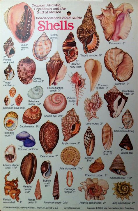 Image result for Shell Identification Chart pacific coast | Shells and ...