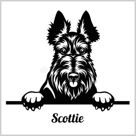 Scottie - Peeking Dogs - breed face head isolated on white. Vector ...