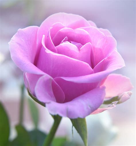 Pink Rose Free Stock Photo - Public Domain Pictures