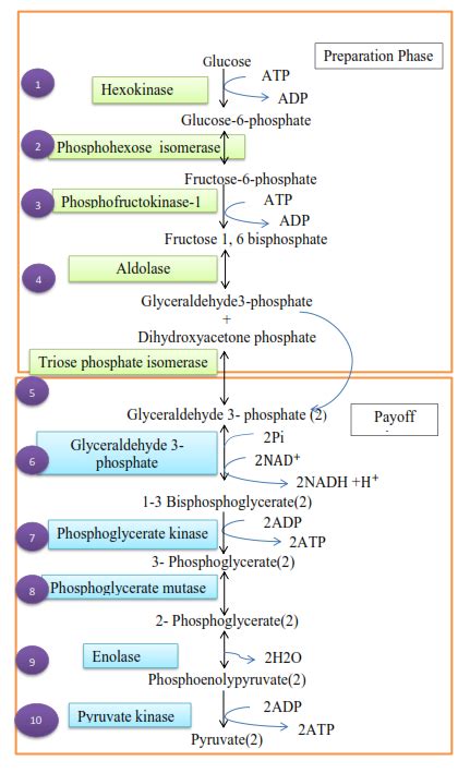 Glycolysis - Phases/Reactions of Glycolysis - Simplinotes