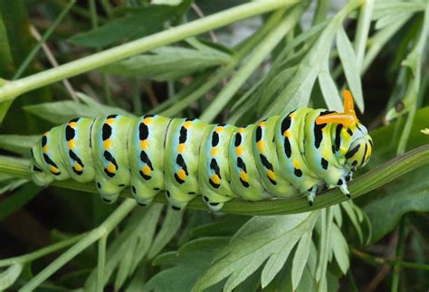 Anise Swallowtail Butterfly, description, characteristics, size ...