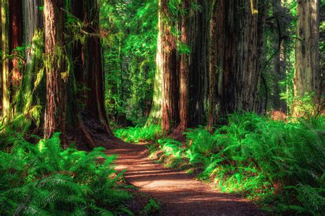 Camping World’s Guide to RVing Redwood National Park - Hunting and ...