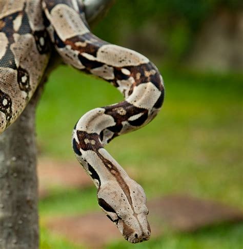 Boa Constrictor