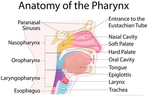 Pin by Michael Collins on vocal | Anatomy, Soft palate, Human anatomy ...