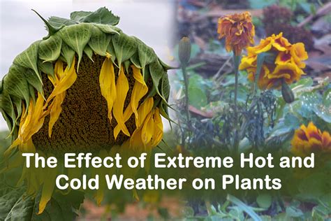 The Effect of Extreme Hot and Cold Weather on Plants | Plants Information