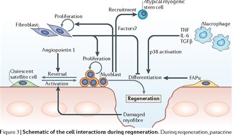 Satellite cells, the engines of muscle repair | Semantic Scholar