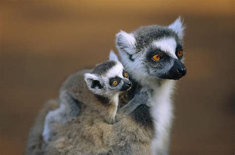 Ring-tailed Lemur Mother Carrying Baby Photograph by Cyril Ruoso