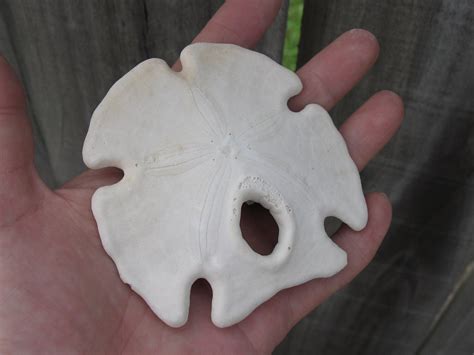 Rustic Mexican Keyhole Sand Dollar Loose Sea Shell and Sea