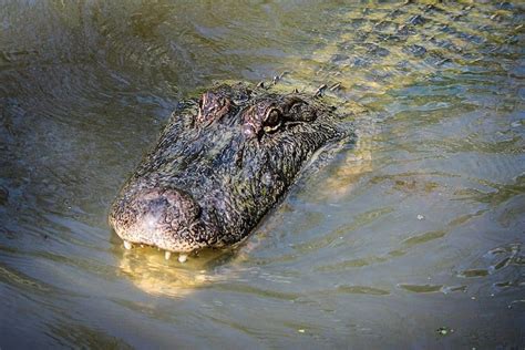 12 Animals That Live in Swamps (with Pictures) - Wildlife Informer