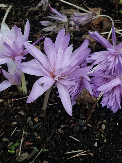 Colchicum L. | Plants of the World Online | Kew Science