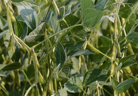 Seed multiple soybean varieties | The Western Producer