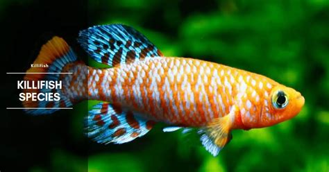 Killifish: Species, Care, Size, Breeding, Diet & Water Parameters