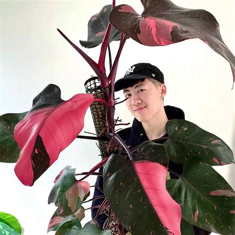 Pink Princess Philodendron - A Real Life Enchantress