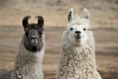 5 Different Types of Llamas (Information and Facts) | Earth Eclipse