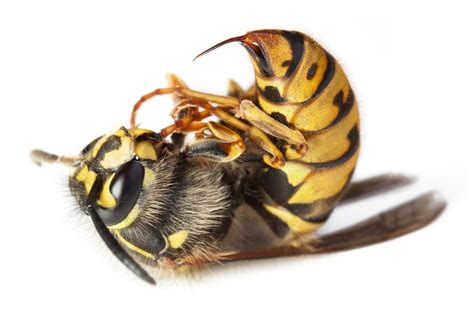 Yellow Jacket Bee Control & Treatments in Atlanta GA | Repellent Sprays