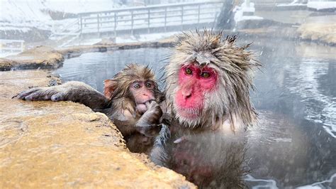 Japanese Onsen Ryokan Where You Can Bathe with Snow Monkeys🐒♨️ ...