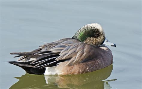 American Wigeon | Duck species, Duck pictures, Pet birds