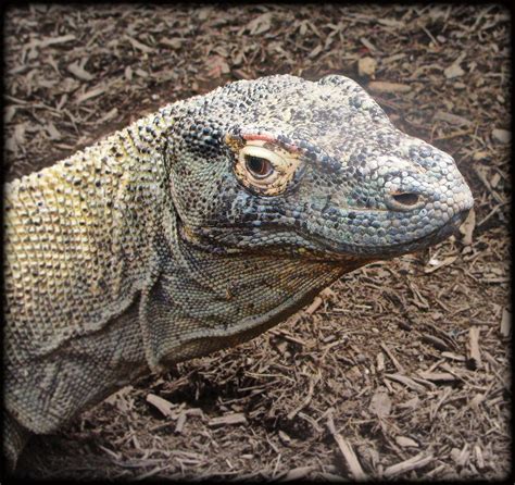 Komodo Dragon | A venomous species of lizard that inhabits t… | Flickr