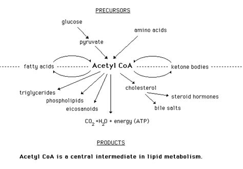 Fatty Acids -- Overview of Acetyl CoA Metabolism