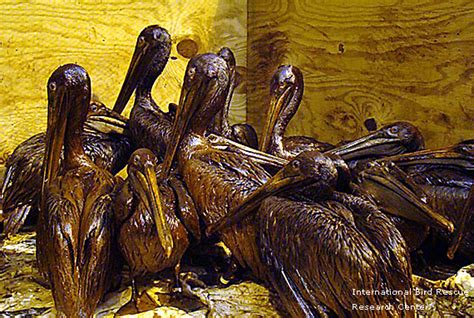 Oil Spill Puts Pelicans At Risk