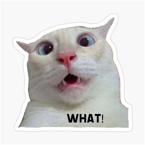 "Funny cat meme, what ! " Sticker for Sale by Elsdesign00 | Cat memes ...