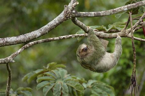 The Animals of the Amazon River Basin