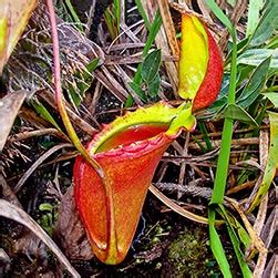 Nepenthes rajah - Monaco Nature Encyclopedia