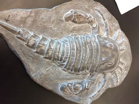 Eurypterid fossil on display at UC Davis : r/Paleontology