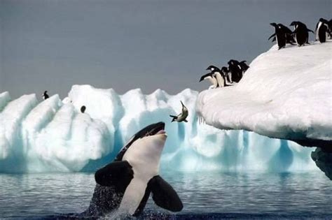 Diet - Orca Whale