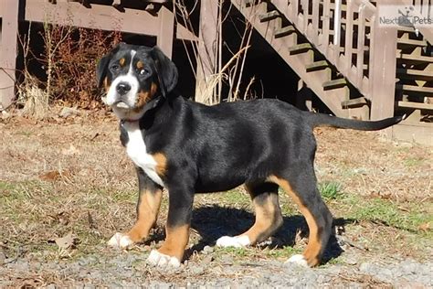 Sweetie: Greater Swiss Mountain Dog puppy for sale near Little Rock ...