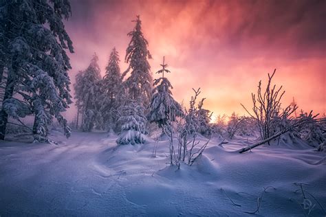 Winter Forest Sunrise