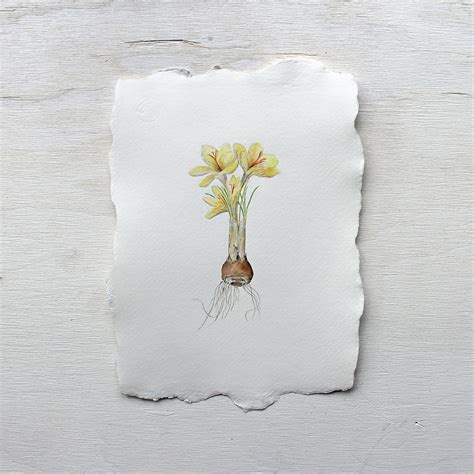 Crocus Bulb Watercolor Painting - Yellow – Trowel and Paintbrush