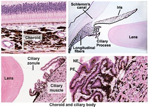 Canal Of Schlemm Histology