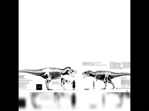 Tyrannosaurus Rex And Mapusaurus Size Comparison - YouTube