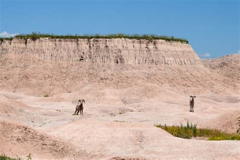 Everything you need to know about Fossil Hunting in Badlands National ...