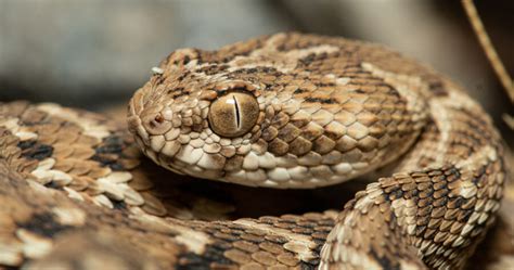 Carpet Viper Snake Facts - Carpet Vidalondon