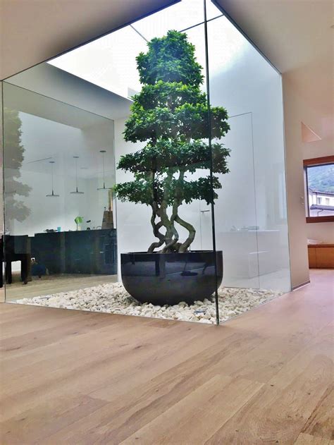 Ficus Microcarpa XXL Big Bonsai Tree Chinese Banyan buy online ...