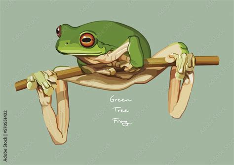 Vector Illustration of Green Tree Frog, White's tree frog, Dumpy tree ...