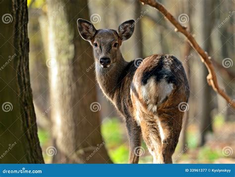 Spotted Deer stock image. Image of timid, fauna, area - 33961377