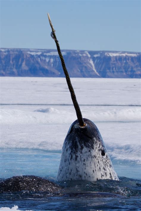 Narwhals