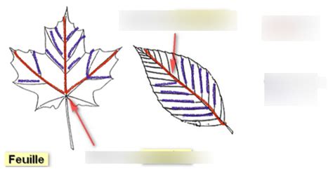 Chapitre 1 - Schéma de la nervure d'une feuille Diagram | Quizlet