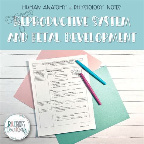 The Human Reproductive System - Rae Rocks Teaching