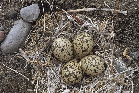 Semipalmated Plover Eggs In Nest Alaska Photograph by Michael Quinton