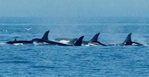 orca pod j - Rachel Carson Council