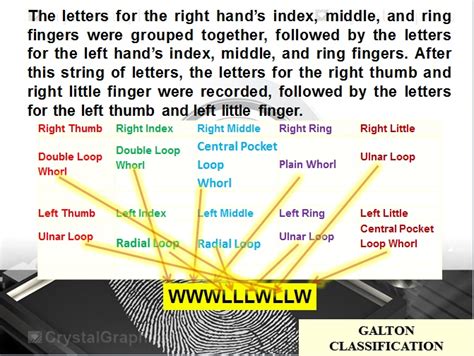 Fingerprint Classification System - Basic Guide to Fingerprint Science