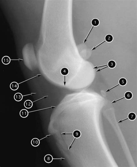 Mediolateral Canine Stifle Joint Diagram | Quizlet