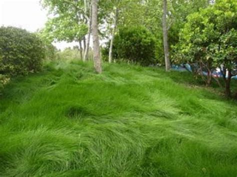 Creeping Red Fescue Lawn Grass Seeds, 1 Pound | Fescue lawn, Lawn ...