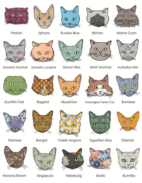 Cat Breeds A Z With Pictures Uk - Pets Lovers