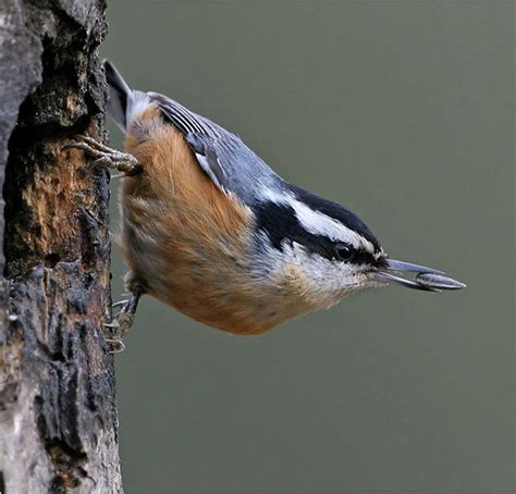 Red Breasted Nuthatch | Coniferous Forest