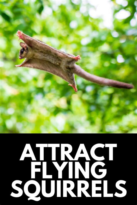 How to Attract Flying Squirrels to Your Backyard in a Few Steps 2024 ...